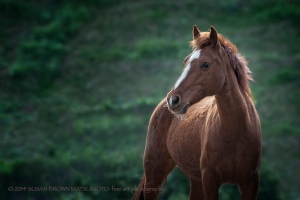 Give our American wild horses hope. They deserve our respect.